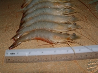 prawn2