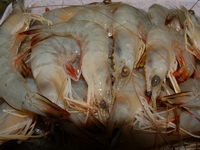 prawn4